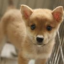 子犬の里親募集です（メス、3ヶ月齢、ID1832）