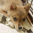 子犬の里親募集です（メス、3ヶ月齢、ID1833）