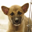 子犬の里親募集です（オス、4ヶ月齢、ID1824）