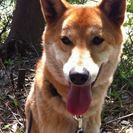 犬の里親募集です（オス、5才、TD16）