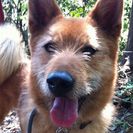 犬の里親募集です（オス、4才、SD15）