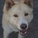 犬の里親募集です（メス、5才、TD22）