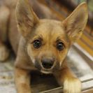 子犬の里親募集です（メス、4ヶ月齢、ID1816）