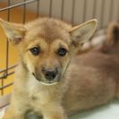 子犬の里親募集です（メス、4ヶ月齢、ID1823）