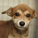 子犬の里親募集です（メス、4ヶ月齢、ID1831）
