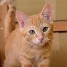 子猫の里親募集です#CC2585（5か月齢、メス、茶トラ）