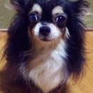 引退犬の里親様募集！