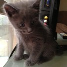 もうすぐ生後２ヶ月子猫オス