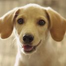 子犬の里親募集です#CD1896（4ヶ月齢、メス、うす茶）