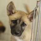 子犬の里親募集です#CD1900（2ヶ月齢、オス、こげ茶）
