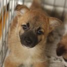 子犬の里親募集です（2ヶ月齢、メス、茶黒）#CD1903