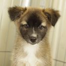 子犬の里親募集です#CD1904（2ヶ月齢、メス、こげ茶）