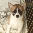 子犬の里親募集です（2ヶ月齢、メス、茶白）#CD1905