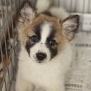 子犬の里親募集です#CD1906（2ヶ月齢、メス、茶白）