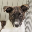 子犬の里親募集です#CD1907（3.5ヶ月齢、オス、まだら白）