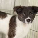 子犬の里親募集です#CD1908（3.5ヶ月齢、オス、まだら白）