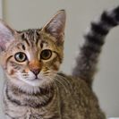 子猫の里親募集です#CC2653（5ヶ月齢、キジトラ、オス）