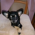 小型犬、４か月の女の子です。