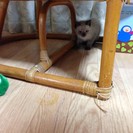 子猫の里親募集しています