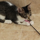 2ヶ月半くらいの子猫3匹を保護しました