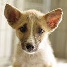 子犬の里親募集です#CD1897（4ヶ月齢、オス、茶黒）