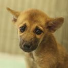 子犬の里親募集です#ID1826（4ヶ月齢、オス、茶）