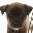 子犬の里親募集です#ID1840（2ヶ月齢、メス、黒白）