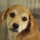 子犬の里親募集です#ID1846（4ヶ月齢、メス、茶）