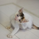 1ヶ月半の白ミケ子猫もらってください