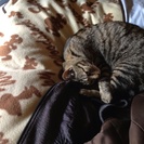 名前はジロー雄猫です、4才  2010年去勢施術しました。201...