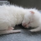殺処分を免れました　授乳中の赤ちゃん子猫です