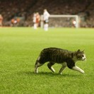 福岡市近郊でサッカーしたい人を募集します！（東区、糟屋郡等）