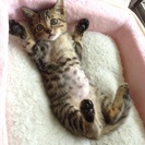 仔猫の里親になってくれる方探しています