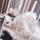 白黒の男の子