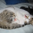 殺処分を免れました　１〜４ヶ月の人なつこい子猫です - 里親募集