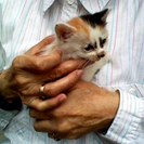 かわいい子猫を、おゆずりします。越谷
