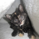 殺処分を免れました　１〜2ヶ月の人なつこい子猫達