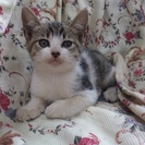 子猫3匹の里親様がきまりました。皆様ありがとうございました。