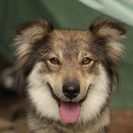 犬の里親募集です#ID1872（3歳7ヶ月、こげ茶、メス）