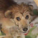 子犬の里親募集です#CD1914（4ヶ月齢、茶黒、メス）