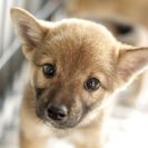 子犬の里親募集です#ID1854（2ヶ月齢、こげ茶、メス）
