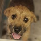 子犬の里親募集です#CD1915（4ヶ月齢、こげ茶、メス）