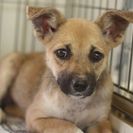 子犬の里親募集です#CD1916（3ヶ月齢、こげ茶、メス）