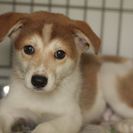 子犬の里親募集です#CD1917（2.5ヶ月齢、茶白、オス）