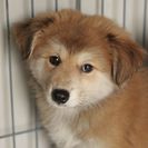 子犬の里親募集です#CD1919（2.5ヶ月齢、茶、オス）