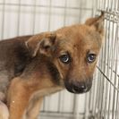 子犬の里親募集です#CD1921（3.5ヶ月齢、こげ茶、メス）