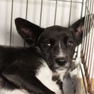 子犬の里親募集です#CD1922（3.5ヶ月齢、黒、メス）