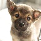 子犬の里親募集です#ID1853（2ヶ月齢、こげ茶、オス）