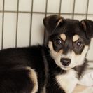 子犬の里親募集です#ID1856（3ヶ月齢、黒茶、メス）