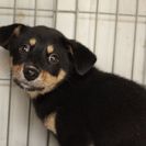 子犬の里親募集です#ID1857（3ヶ月齢、黒茶、メス）